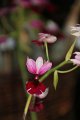 Phalaenopsis   105